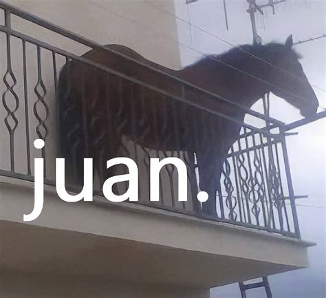 juan caballo memes